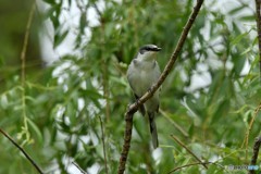 20180516-1 サンショウクイ