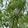 20180516-1 サンショウクイ