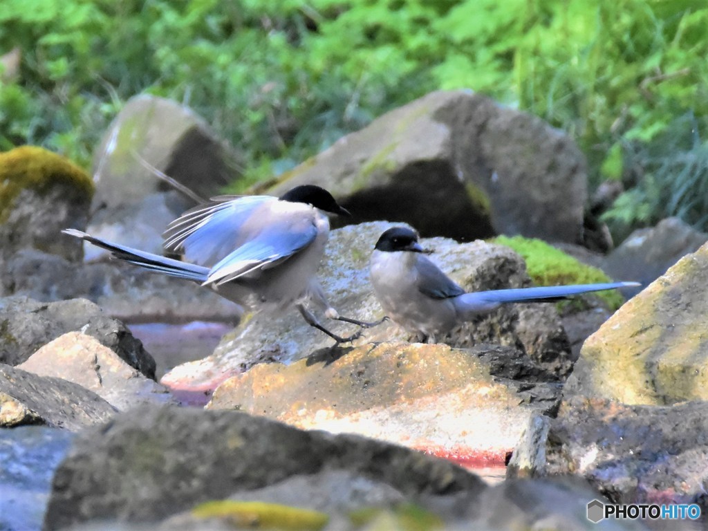 20190406-2　オナガ