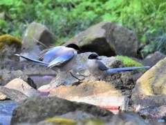 20190406-2　オナガ