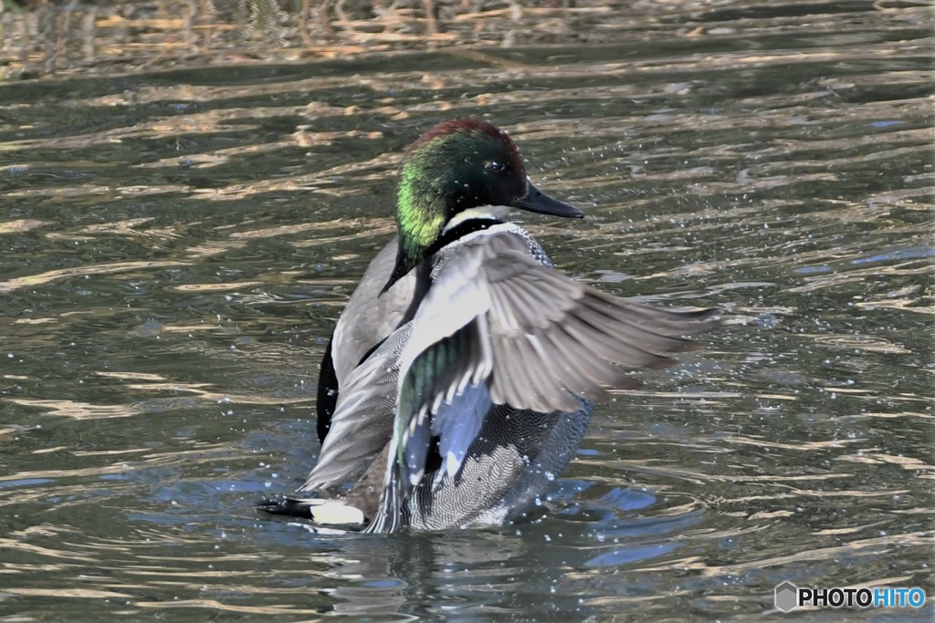 ナポレオン20180220-2