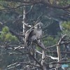 20181201-1　クマタカ