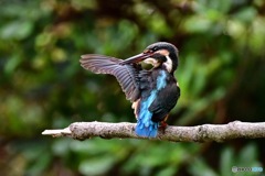 左手に見えますのは〇〇です。