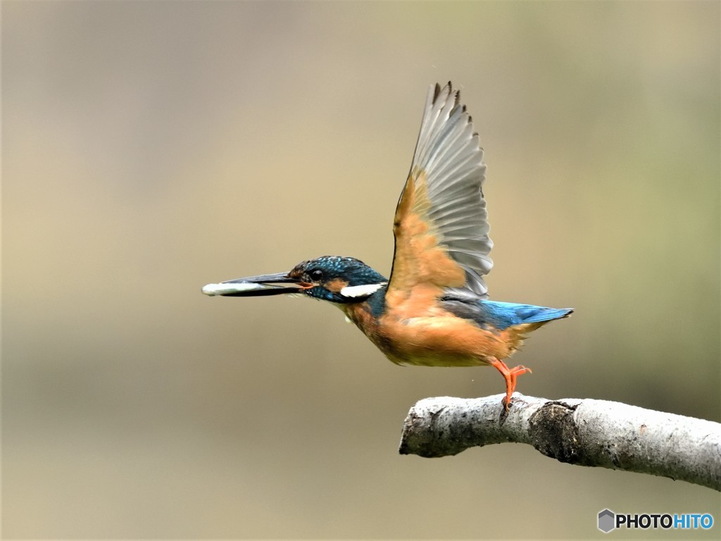 20190706　カワセミ