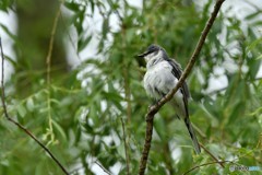 20180516-3 サンショウクイ