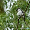 20180516-3 サンショウクイ