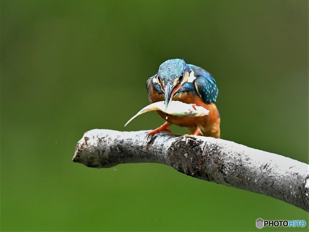 20190506-4　カワセミ