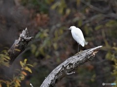 20181210-4　コサギ