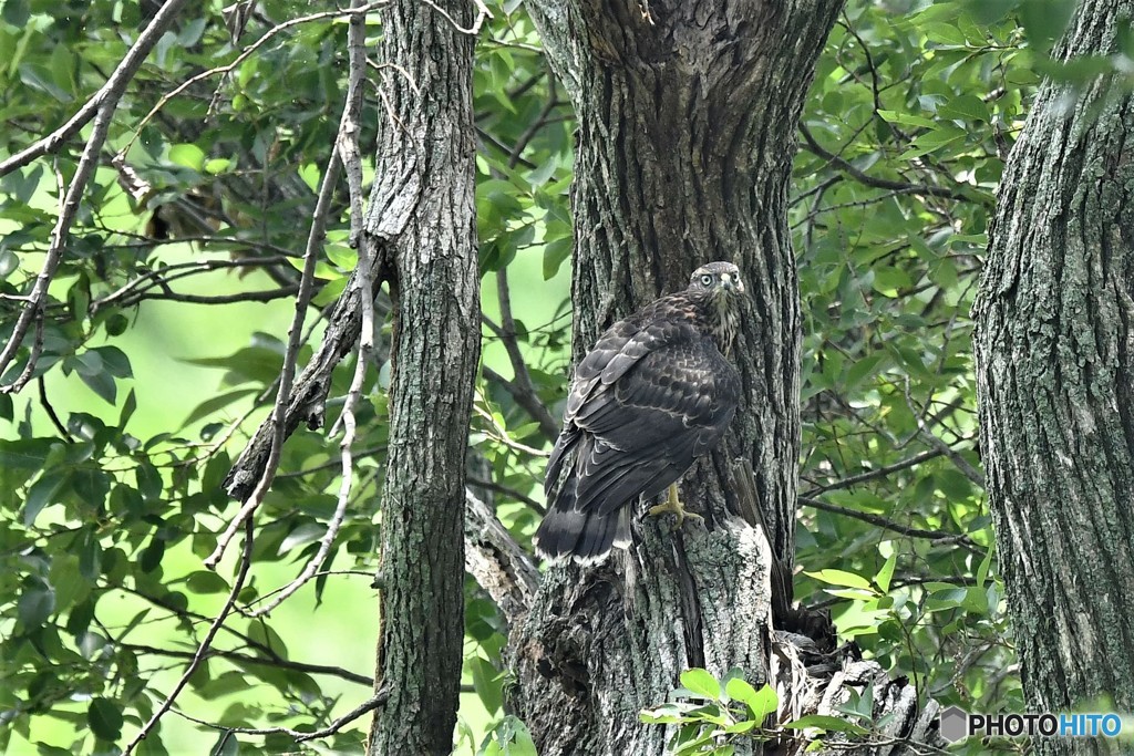 20180620-3 オオタカ幼鳥