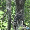 20180620-3 オオタカ幼鳥