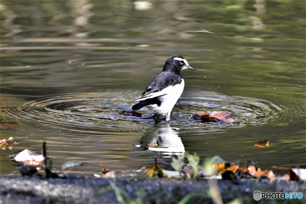 カワセミのテレトリーを占領‼
