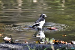 カワセミのテレトリーを占領‼