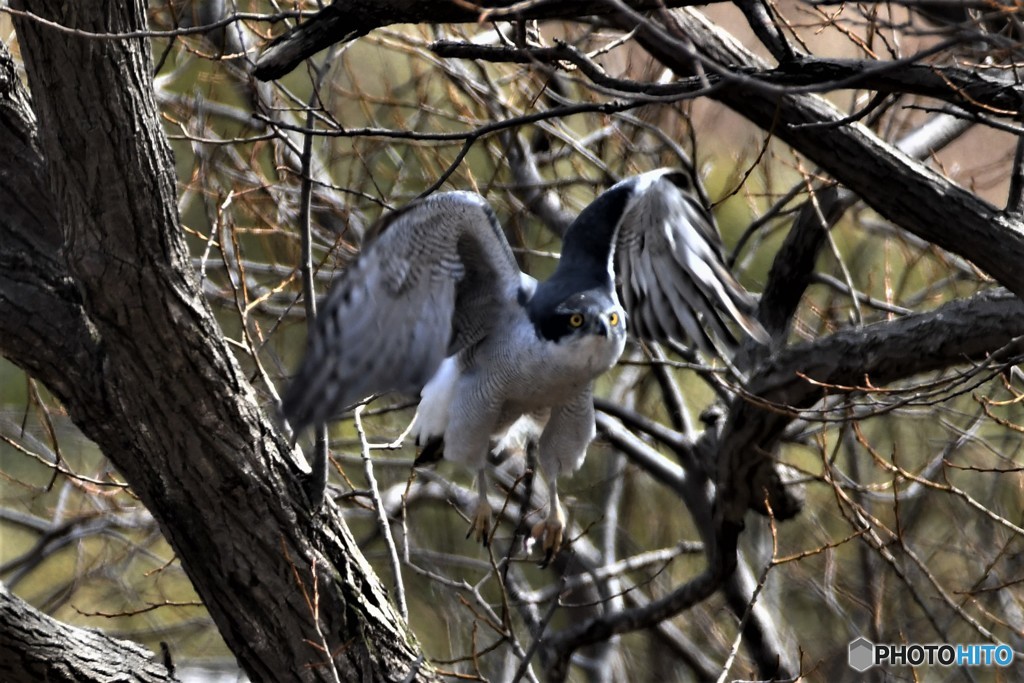 オオタカ 20180303-4