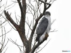 20190319-3　Mのオオタカ