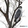 20190319-3　Mのオオタカ