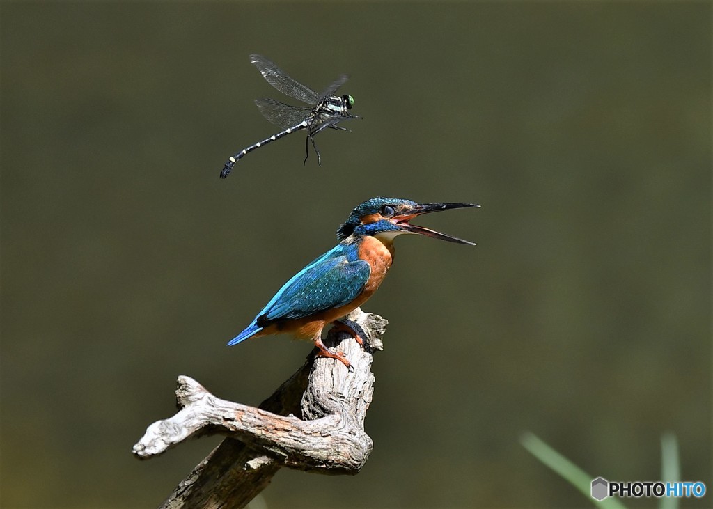 20180817-1 カワセミ VS オニヤンマ