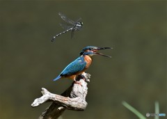 20180817-1 カワセミ VS オニヤンマ