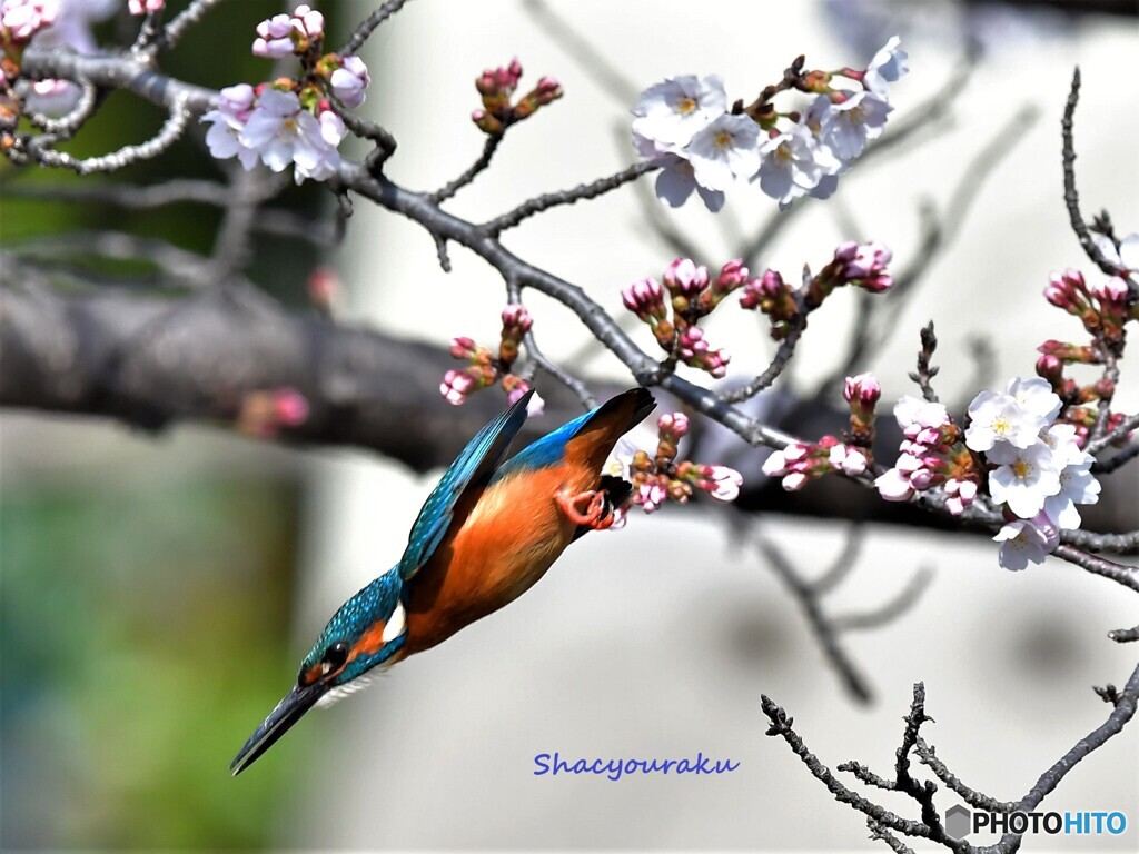 20220328　桜カワセミ➂