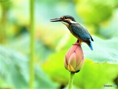 20190719　ハスカワセミ-2