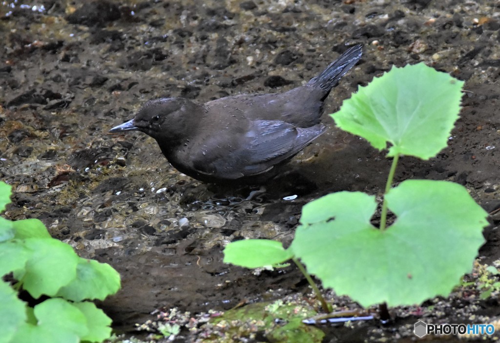 20190423-3　カワガラス