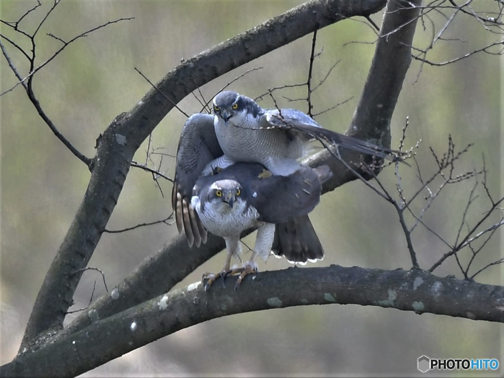 20190325-2　今日のオオタカ