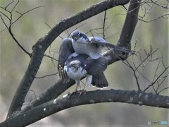 20190325-2　今日のオオタカ