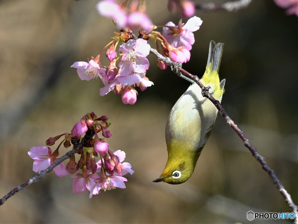 20200224　河津桜とメジロ-2
