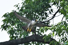 20180526-4 ハヤブサ