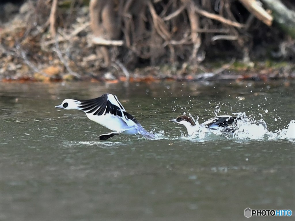 20181227-4　ミコアイサ