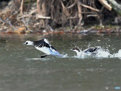 20181227-4　ミコアイサ