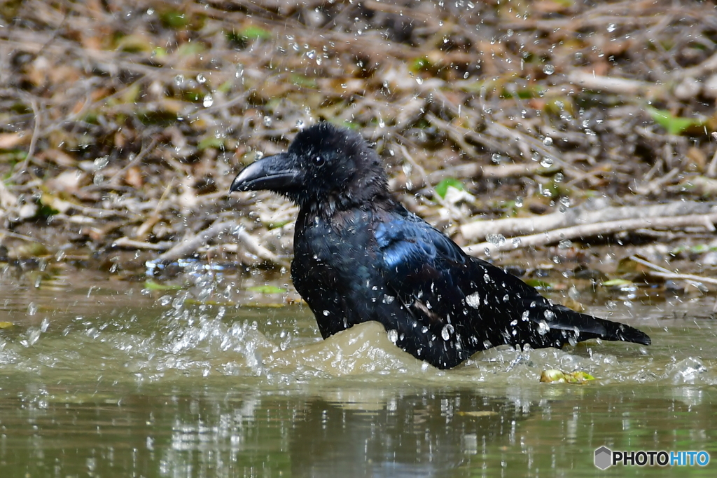 ハシブトカラス