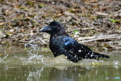 ハシブトカラス