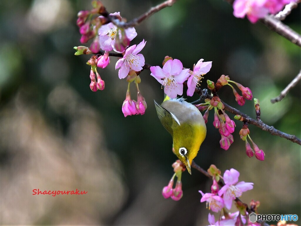 20220312　河津桜とメジロ➁