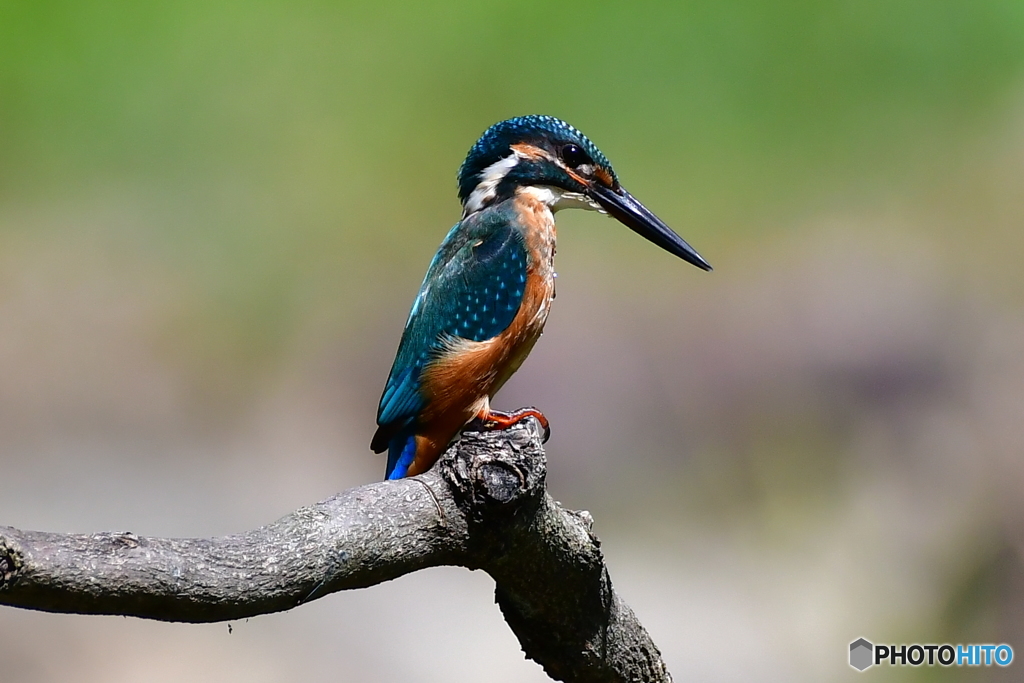 翡翠に始まり翡翠に終わる。