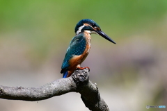 翡翠に始まり翡翠に終わる。