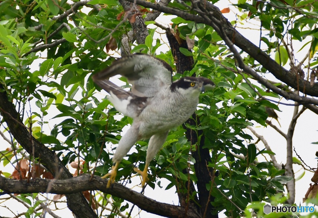 オオタカの飛び出し