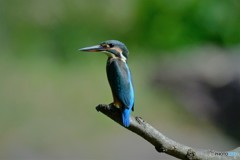 あのカワセミは何処へ？