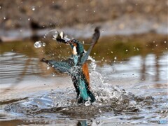 20210108　撮り初めはカワセミから-5