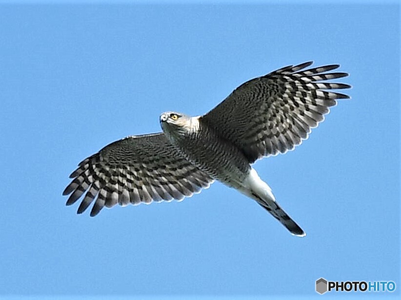 20191103　ハイタカ-2