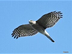 20191103　ハイタカ-2