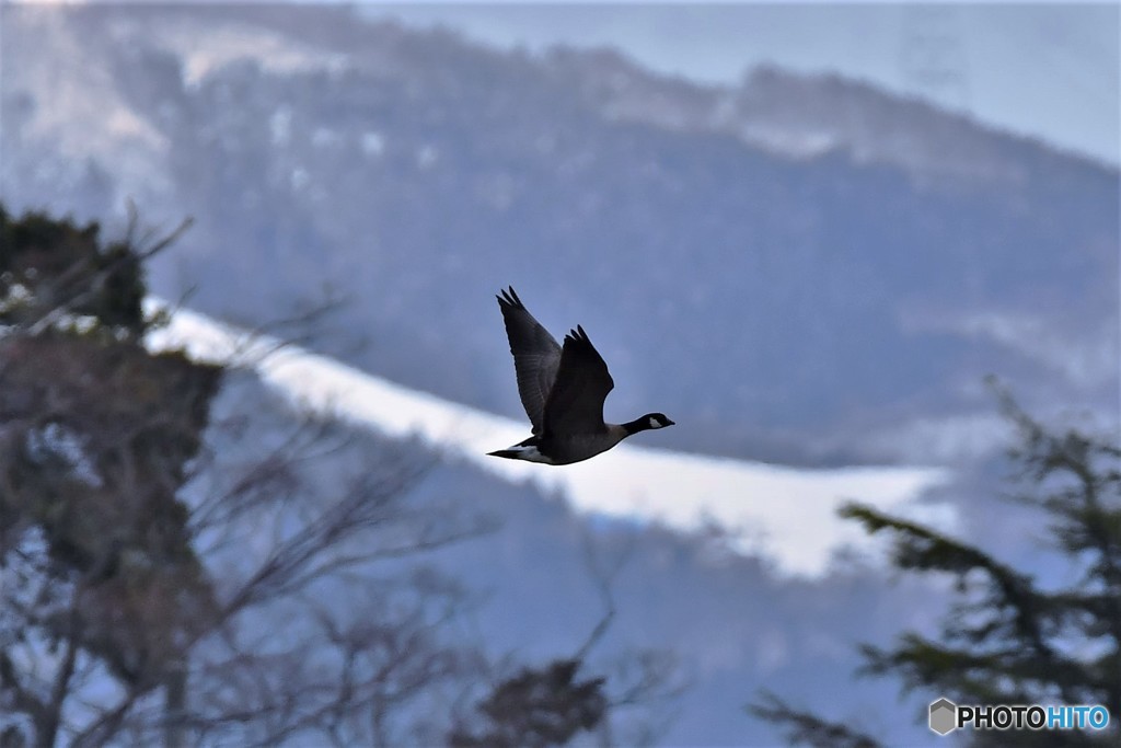 シジュウガラガン-3