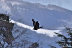 シジュウガラガン-3