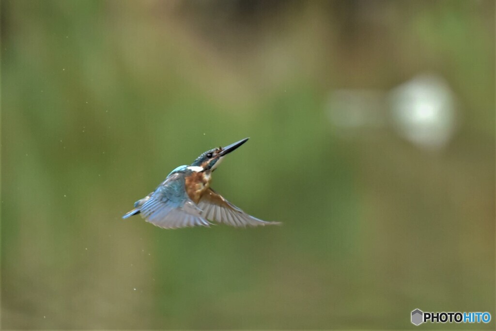 20190809　今日のカワセミ-1