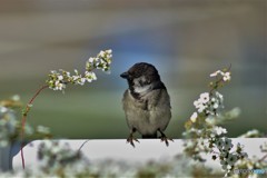 クロスズメ 20180330-2