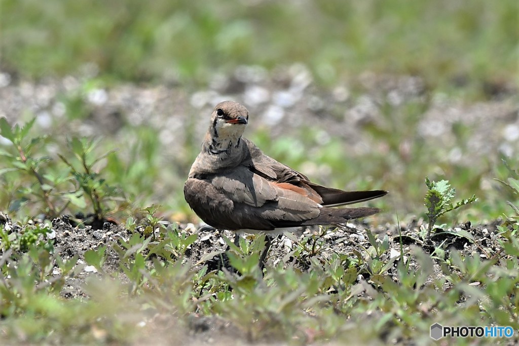20180625-3 ツバメチドリ