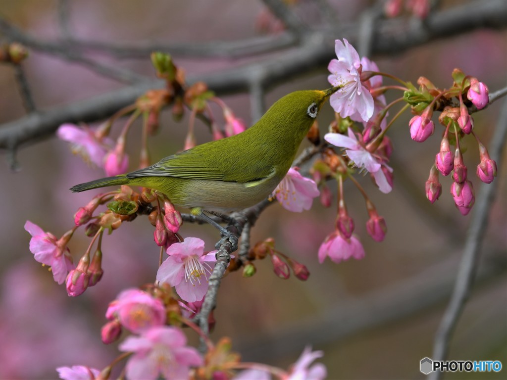 20190306-2　河津桜とメジロ