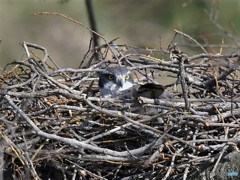 20190405-4　今日のオオタカ
