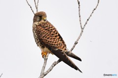 チョウゲンボウ 20180225-1