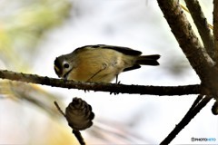 キクイタダキ♀