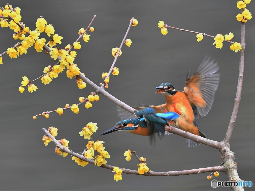 20190209-2　蝋梅とカワセミ